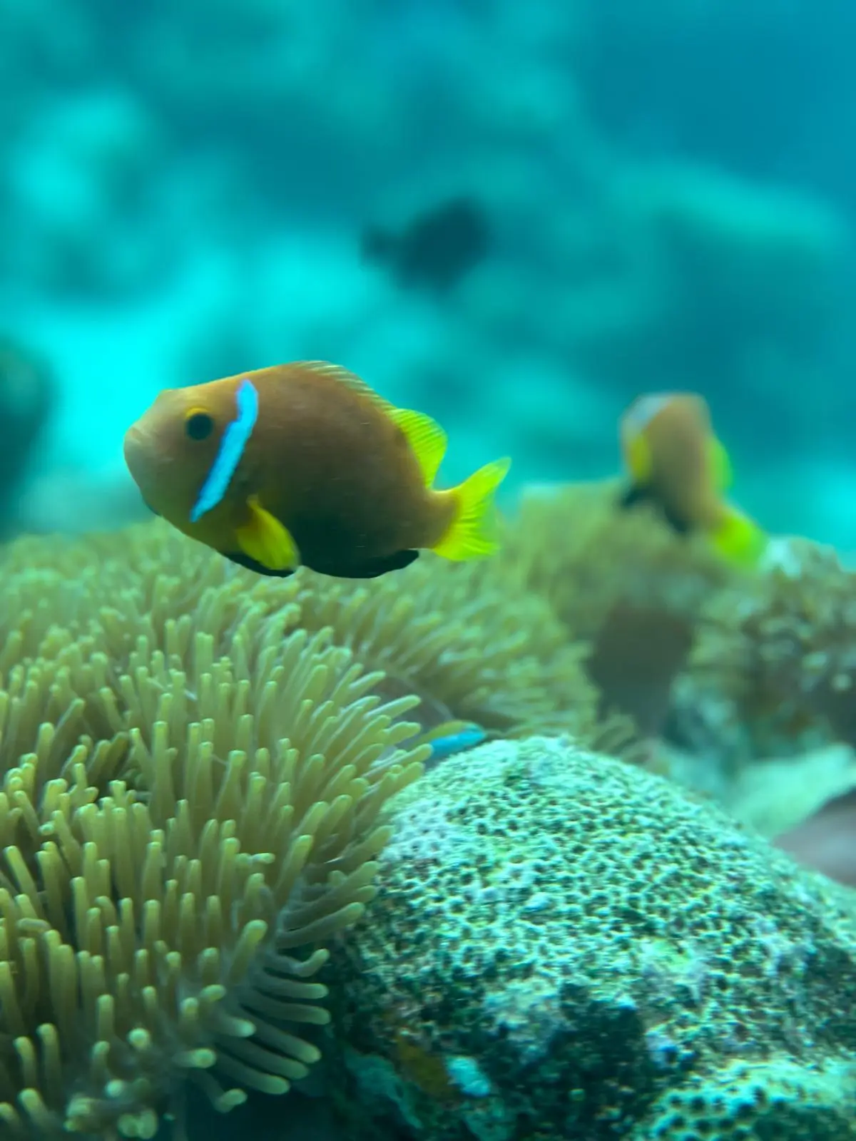 Snorkel con peces de colores en arrecifes de Maldivas