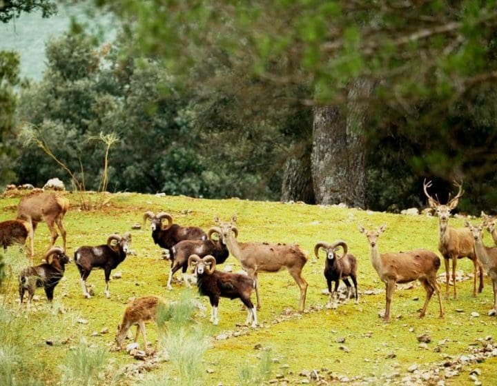 sendirismo andalucia